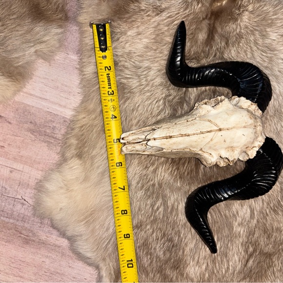 Decorative Resin Ram Skull - Black and Cream - Picture 3 of 4